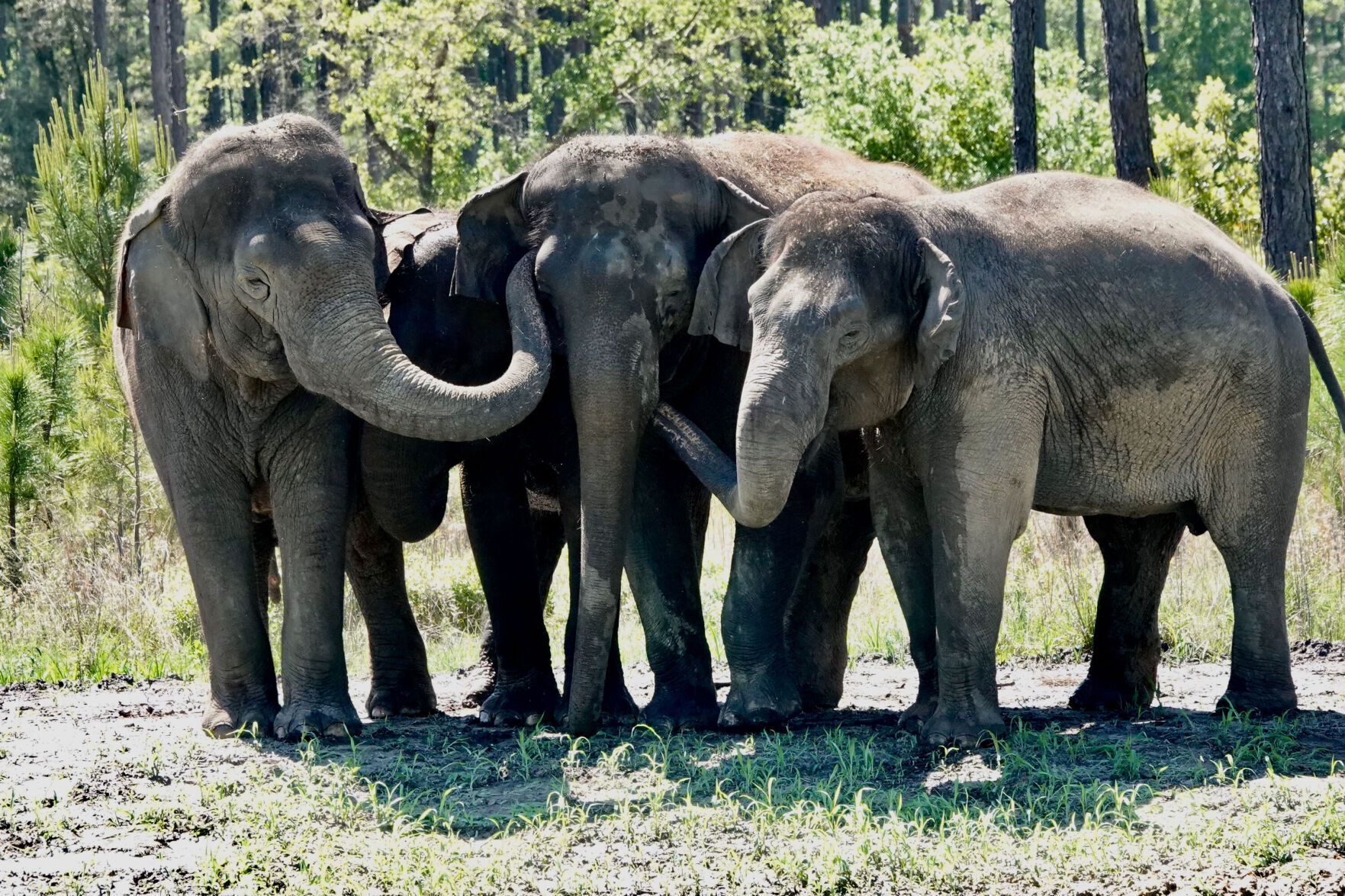 Retired circus elephants get new home with plenty of room to roam
